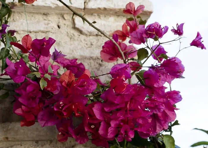 Hacienda Mesas - Luxury Jerez