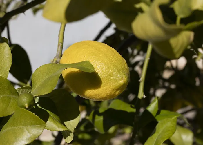Lantställe Hacienda Mesas - Luxury Jerez Jerez de la Frontera
